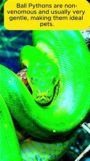 Amazing Ball Python Facts | Meet the Gentle Snake