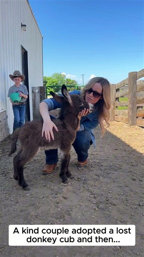 Adopt a baby donkey #lovestory #animals #wildliferescue #wildlife#rescue #donkey #love #cute