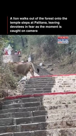 A lion emerged from the forest and reached the temple steps at Palitana, a major Jain pilgrimage site, triggering panic as devotees fled in fear. The dramatic moment was captured on video and quickly went viral. [Palitana, Jain pilgrimage site, lion sighting] SOURCE:Rohan_Choksi/X | TIMES NOW