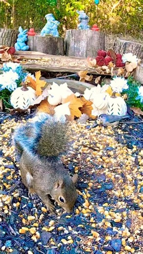 SQUIRREL & TITMOUSE TOGETHER! 🐿️🐦🍂 This Is Our LIVE Wildlife Cam! 👀