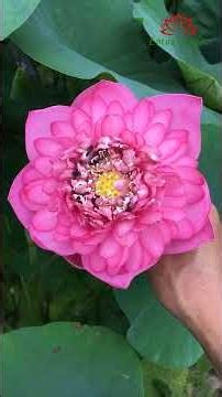 5 beautiful large lotus varieties worth collecting