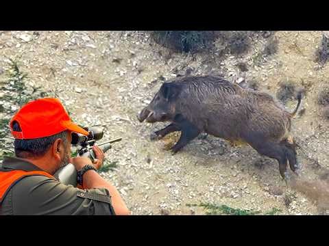HUNTING GIANT STRONG BOARS (BREATHTAKING ACTION)