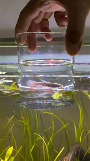 Breeding Process of Betta Fish • End Of The 2025 #aquarium #bettafish #ecosystem