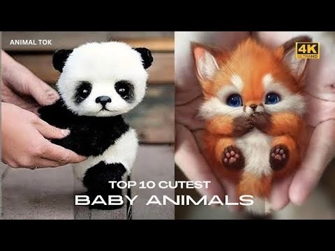Top 10 Cutest Baby Animals 