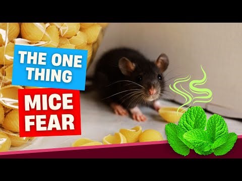 How to Prevent Rodent Infestations in Your Home - 5 Proven Tips