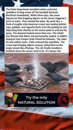 ANTI-CROW SPRINKLER TEACHES ENTIRE CROW POPULATION TO FETCH 🐦🌊😂