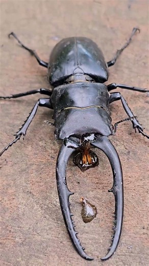 God's Gift of Honey: A Giraffe Stag Beetle Enjoys Every Sweet Drop