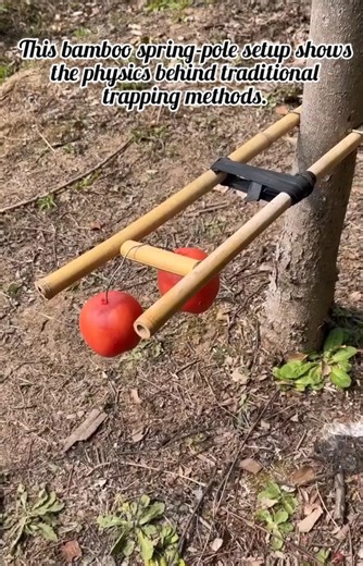 Traditional Survival Trap: DIY Bamboo Spring Mechanism #diy