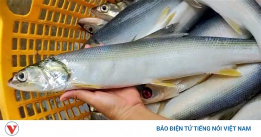 Cá đặc sản muốn mua phải đặt trước, 300.000 đồng/kg