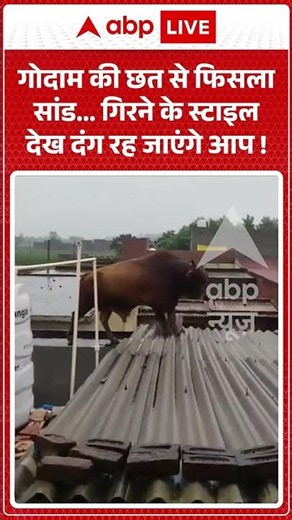 Viral Video :गोदाम की छत से फिसला सांड... गिरने के स्टाइल देख दंग रह जाएंगे आप ! #BizarreIncidents