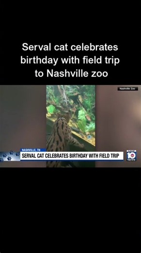 Serval cat celebrates birthday with field trip to Nashville zoo