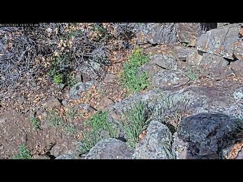 Colorado RattleCam Livestream 04/20/2026 Part 1