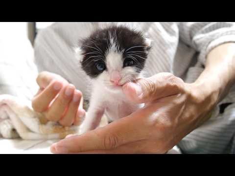 掌から飛び出してヨチヨチ大冒険に出る子猫さん【赤ちゃん猫 保護猫】【字幕付き】