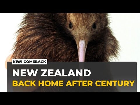 Kiwi in the capital: New Zealand's most treasured species returns