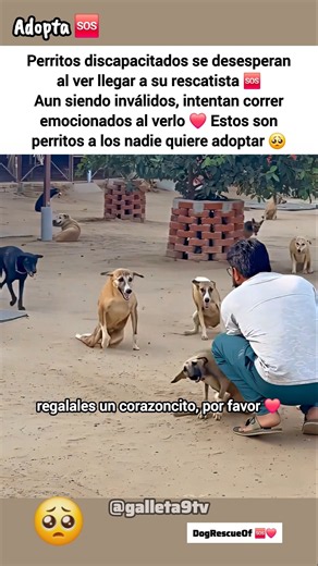 Perritos inválidos se desesperan al ver a su papa.. 🍼❤️