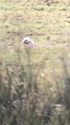 Groundhog Day. Download the Shotcentral app and upload your shots. #Hunting #Shorts @trew_outdoors