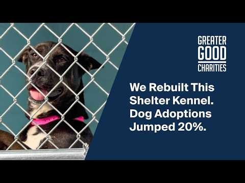 We Rebuilt This Shelter Kennel. Dog Adoptions Jumped 20%.