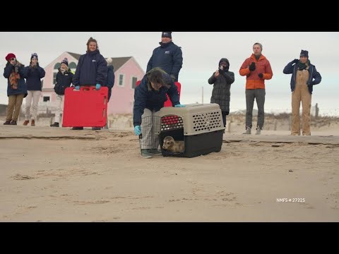Mystic Aquarium releases rehabilitated seal into wild
