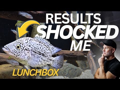 I Did THIS… and My Cichlid Started Growing Way Faster