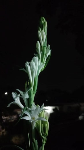 My fast flower# ilove it#Ranu odia vlogs#trending#love#song #