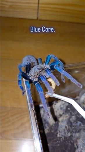 The Most Beautiful Blue Spider in the World? 💎🤯