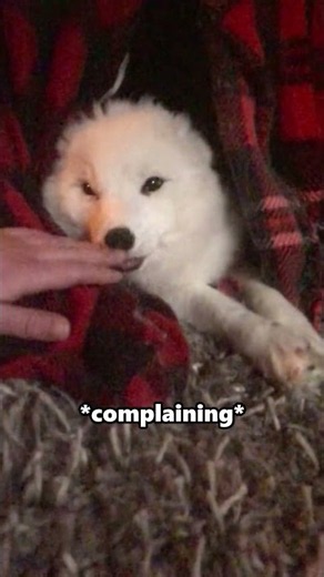 Arctic Fox Sounds, Decoded 🦊🔊 (Sound On!) #shorts