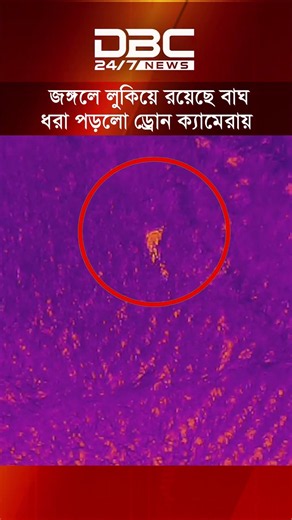 লালমনিরহাট সীমান্তবর্তী জঙ্গলে লুকিয়ে রয়েছে বাঘ, ধরা পড়ল ড্রোন ক্যামেরায় | DBC NEWS
