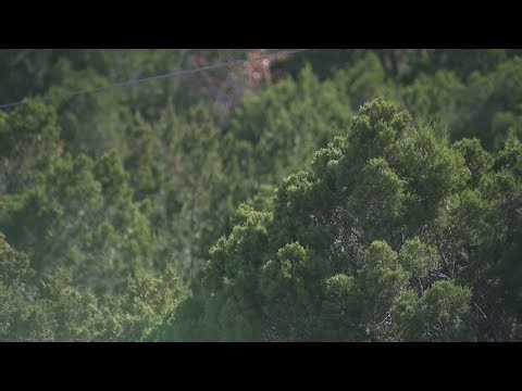 Cedar pollen spikes across Austin