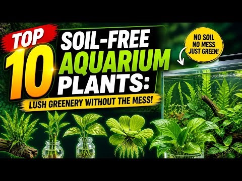 Top 10 Soil-Free Aquarium Plants: Lush Greenery Without the Mess!
