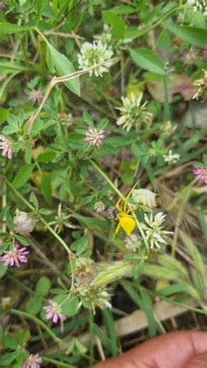 Real Life Alien? You Won't Believe This Spider!