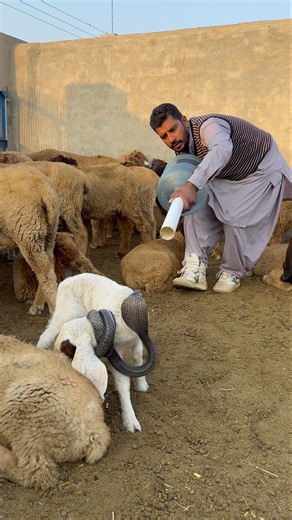 Nag or lamb