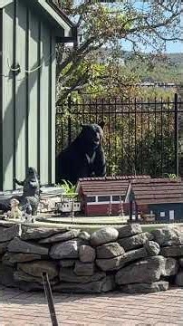 Pennsylvania black bear roams the WNEP 16 Backyard