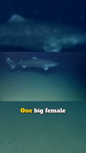Greenland Shark Lifespan: Up to 392 Years, Not Mature Until 150