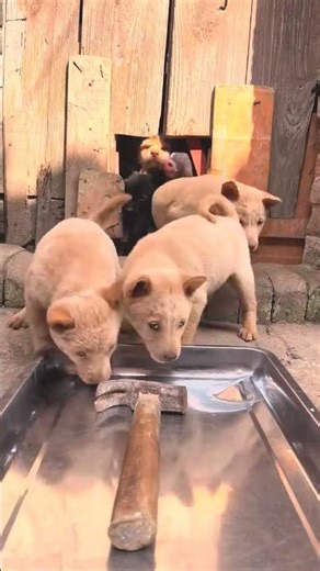 Dog Eating Challenge with pig,EP2,#challenge #puppy #dog #cute #animals #shorts