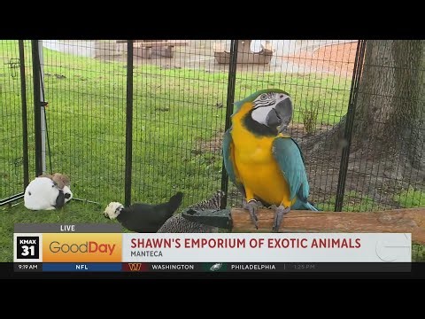 Shawn's Emporium of Exotic Animals, 9am