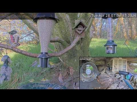 LIVE 🔴 Bird Feeders, Wildlife Cameras Scotland UK from Scottish Wildlife Garden