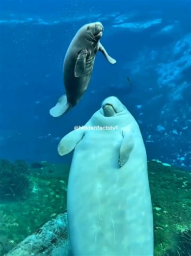 Meet the Manatee: The Gentle Sea Cow 🌊 #Manatee #SeaCow #MarineLife #OceanFacts #AnimalBehavior #NatureFacts #Shorts #YouTubeShorts #HiddenFacts