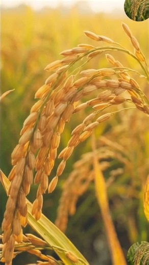 🌾 From Tiny Seed to Golden Rice! | The Amazing Life Cycle of Rice 🌱#Rice#RiceLifeCycle#Shorts