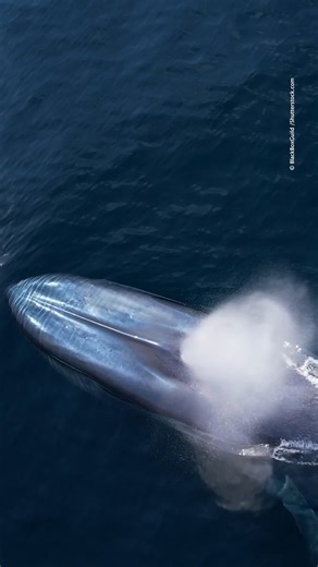 Whales roam the world's oceans, communicating with complex and mysterious sounds. Their sheer size never fails to amaze us. Did you know blue whales can reach over 100 feet long and weigh up to 200 tons? That’s as much as 33 elephants! | World Wildlife Fund