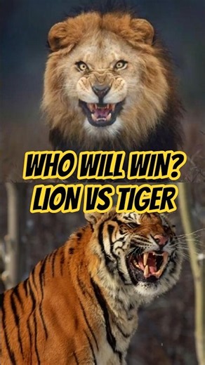 Lion vs Tiger: Who Actually Wins? 🦁🐯 #lion #tiger #animals