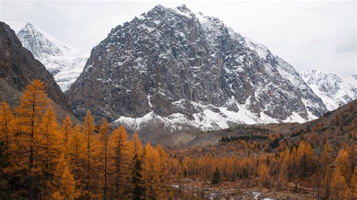 Autumn trees in a cold mountain valley