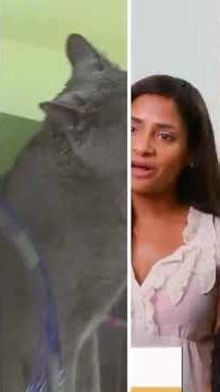 Cat Hates Everyone Else #cat #shorts #jacksongalaxy | My Cat From Hell | Animal Planet