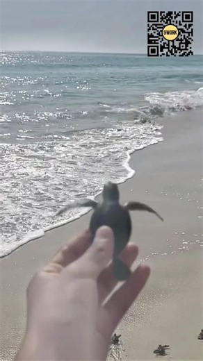 Releasing Baby Sea Turtles from Conservation Hatcheries to the Ocean #9work