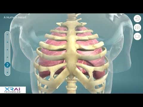 Heart AR | Interactive Human Heart Learning Experience