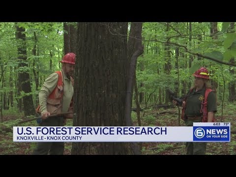 U.S. Forest Service's Knoxville facility survives nationwide closures: A look at the research being