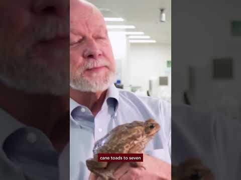 Poisonous Toads Exploded Across Australia