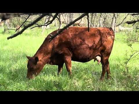 Greg explains the brush control with sheep integration into the cow herd