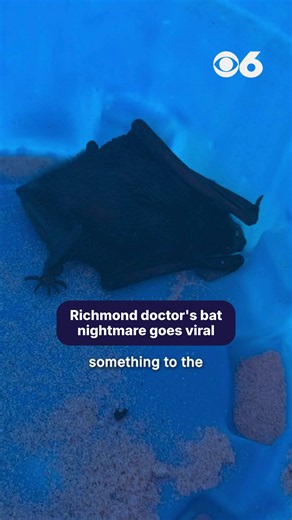 A Richmond doctor woke up last week to find a bat trying to get into her mouth — and her viral story carries an important warning for anyone who encounters a bat inside their home.
