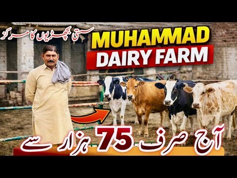 Muhammad Dairy Farm 🐄 | Imported Heifers in Pakistan | HF & Jersey Heifers Farm Tour