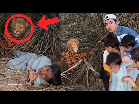 Hmara GAO Mein Lion Agea 😱 Bacha Pr Attack 😲
